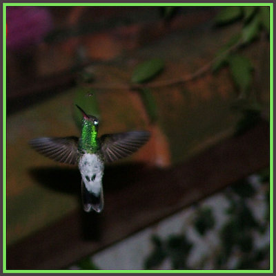 Hummingbird (19) 