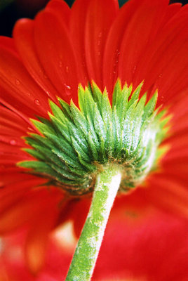 red flower