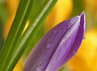 Crocus with drops...