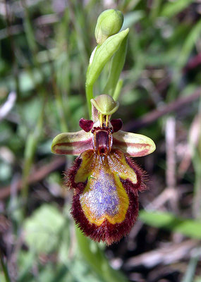 Ophrys speculum