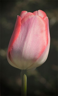 Spring Tulip