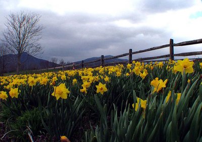 Gabrielle's Daffodils