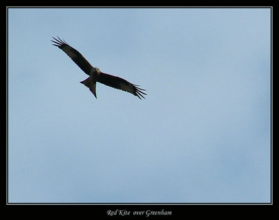 Red Kite over Greenham