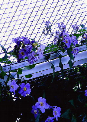The blue fence