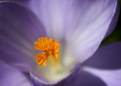 Crocus