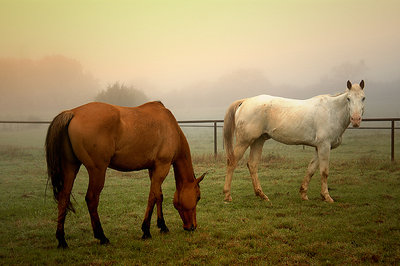 Morning in the Pasture