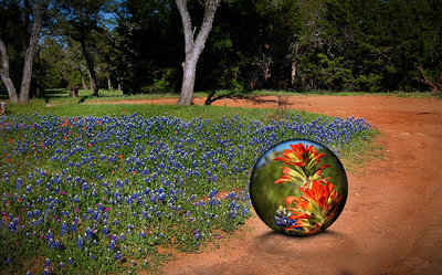 Crystal Ball and Bluebonnets