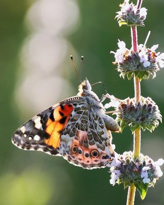 Painted Lady