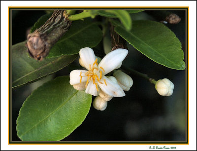 Lemon flower