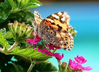 Painted Lady IV