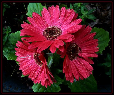 Wet & Wild Daisies