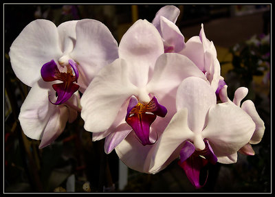 White Orchids