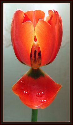 Orange tulip