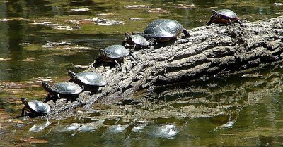 Herd of Turtles