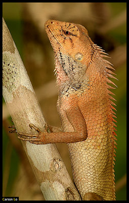 Lizard