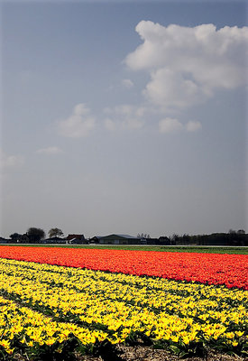 Tulip country