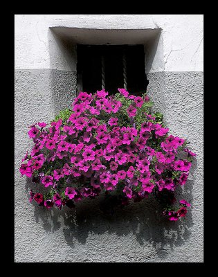 Window IV