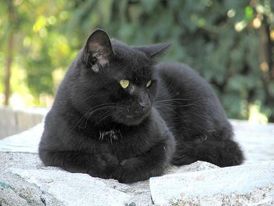 Black cat