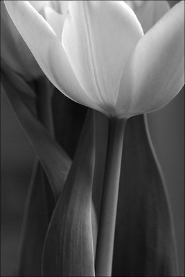 Tulip (B&W)