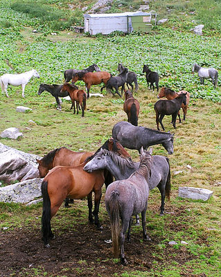 Horses are playing in Rila mountain