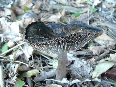 Old fungus