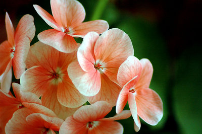 geranium