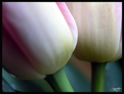 2 tulips