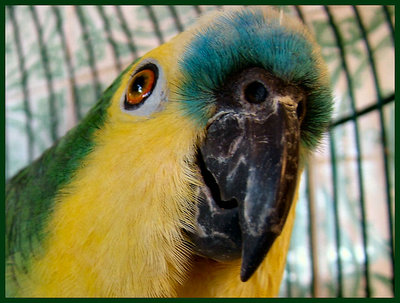 Parrot (2)