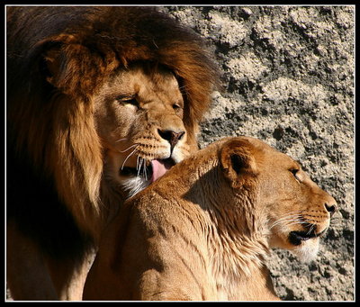 Lion-Love