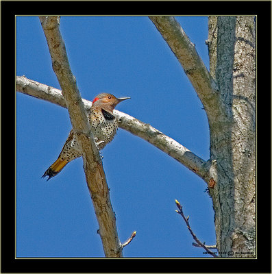 "Yellow-Shafted" Northern Flicker