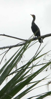 Bird on a Limb