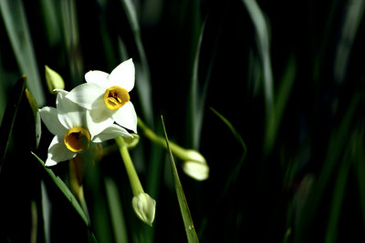 Narciso