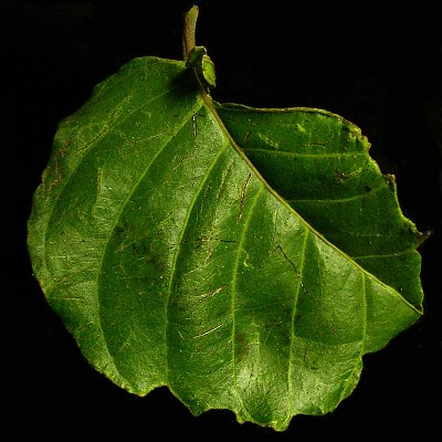 Imperfect leaf