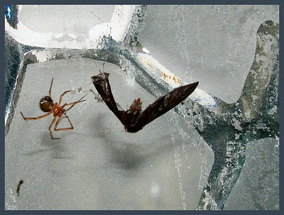 The hunter spider