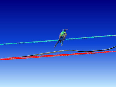 Hummingbird (20) 