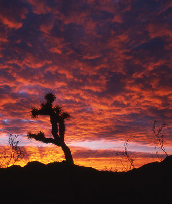 Joshua Tree National Park 