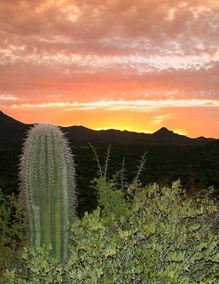 Sun, Tucson Mtns & Saguaro