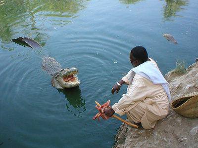 A man feeds crocodile