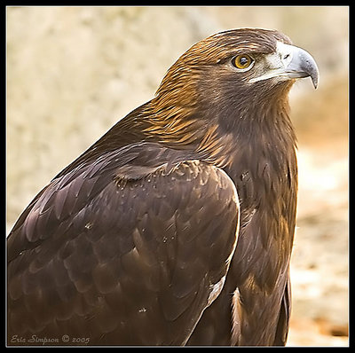 Golden Eagle