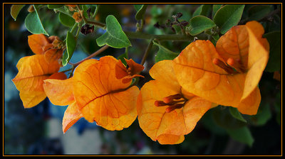 Golden Flowers