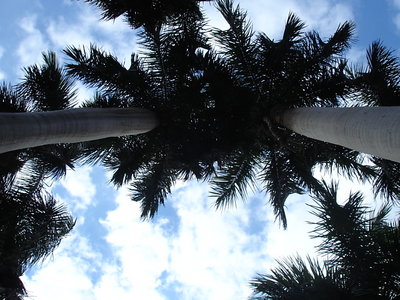 High Palm 
