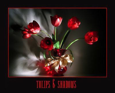 Tulips & Shadows