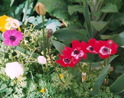 garden flowers