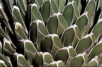cactus pattern