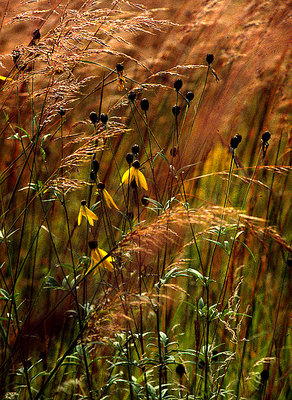 Prairie Grass Companion