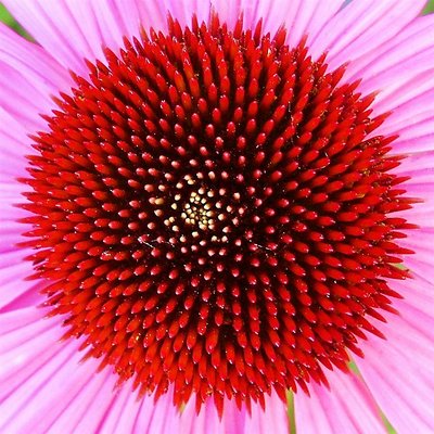 Coneflower