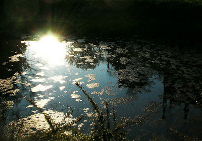 Villa Giol's pond