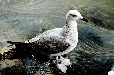 On the River