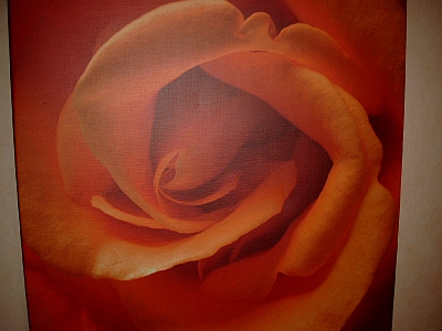 Die Rose in Lachs