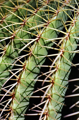 cactus pattern& shadow